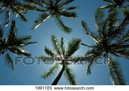 Hawaii, Palm Trees Seen From Below, Blocking The Sun, Blue Skies. View Large Photo Image Stock Image - Hawaii, Palm Trees Seen From Below, Blocking The Sun, Blue Skies.. Fotosearch