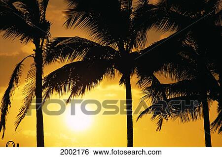 Hawaii, Palm Trees Silhouetted At Sunset, Sun Hangs Low In Sky View Large Photo Image Stock Photograph - Hawaii, Palm Trees Silhouetted At Sunset, Sun Hangs Low In Sky. Fotosearch