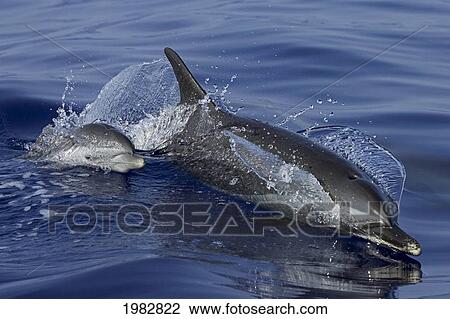 Stock Image - Hawaii, Pantropical Spotted Dolphin (Stenella Attenuata), Mother And Baby At The Surface.. Fotosearch