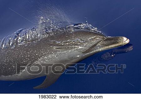 Hawaii, Pantropical Spotted Dolphin (Stenella Attenuata), Swimming At The Surface. View Large Photo Image Stock Image - Hawaii, Pantropical Spotted Dolphin (Stenella Attenuata), Swimming At The Surface.. Fotosearch