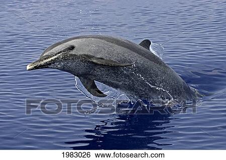 Stock Photograph - Hawaii, Pantropical Spotted Dolphin (Stenella Attenuata), Jumping.. Fotosearch