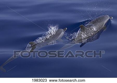 Stock Image - Hawaii, Pantropical Spotted Dolphins (Stenella Attenuata), Swimming At The Surface.. Fotosearch