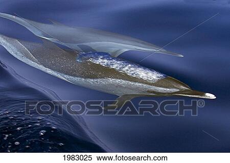 Hawaii, Pantropical Spotted Dolphins (Stenella Attenuata), Swimming At The Surface. View Large Photo Image Stock Photography - Hawaii, Pantropical Spotted Dolphins (Stenella Attenuata), Swimming At The Surface.. Fotosearch