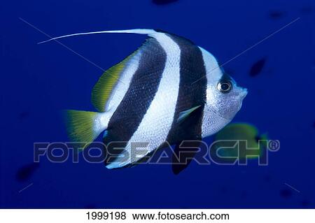 Hawaii, Pennant Butterflyfish (Heniochus Diphreutes) Side View B1937 View Large Photo Image Stock Photo - Hawaii, Pennant Butterflyfish (Heniochus Diphreutes) Side View B1937. Fotosearch