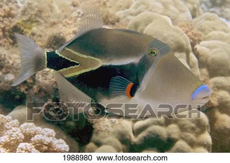 Stock Image - Hawaii, Picasso Triggerfish (Rhinecanthus rectangulus) swimming over coral.. Fotosearch