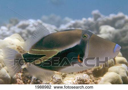 Stock Image - Hawaii, Picasso Triggerfish (Rhinecanthus Rectangulus) Swimming Over Coral.. Fotosearch