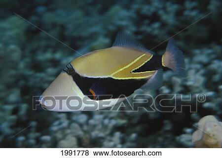 Stock Photo - Hawaii, Picasso Triggerfish (Rhinecanthus Rectangulus) Swimming Over Coral.. Fotosearch