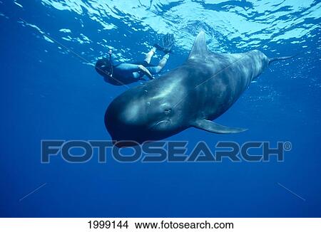 Hawaii, Pilot Whale With Snorkeler Swimming Alongside Near Ocean Surface View Large Photo Image Picture - Hawaii, Pilot Whale With Snorkeler Swimming Alongside Near Ocean Surface. Fotosearch