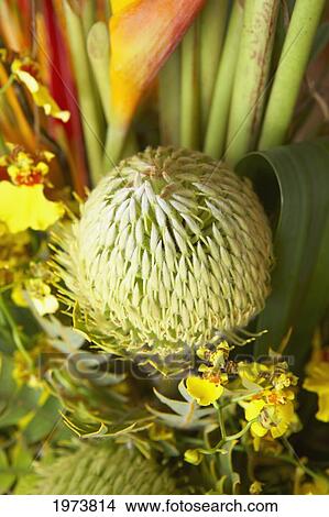Picture - Hawaii, Pincushion Protea And Orchid Flower Arrangement.. Fotosearch