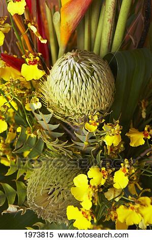 Stock Photography - Hawaii, Pincushion Protea And Orchid Flower Arrangement.. Fotosearch