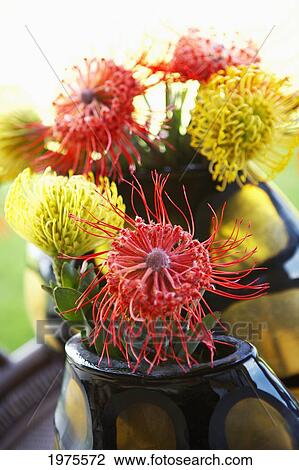 Stock Image - Hawaii, Pincushion Protea Flower Arrangement.. Fotosearch