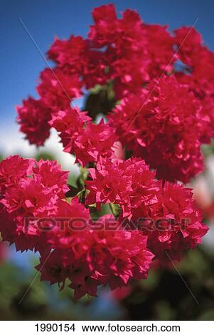 Hawaii, Pink Bougainvillea View Large Photo Image Picture - Hawaii, Pink Bougainvillea. Fotosearch