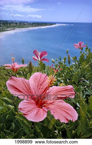 Hawaii, Pink Hibiscus Overlooking Beach B1589 View Large Photo Image Stock Photo - Hawaii, Pink Hibiscus Overlooking Beach B1589. Fotosearch