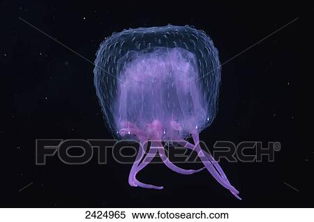 Stock Photography - Hawaii, Pink Jellyfish, black background. Fotosearch