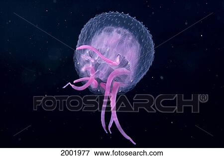 Hawaii, Pink Jellyfish Close-Up In Black Ocean Background View Large Photo Image Stock Photo - Hawaii, Pink Jellyfish Close-Up In Black Ocean Background. Fotosearch