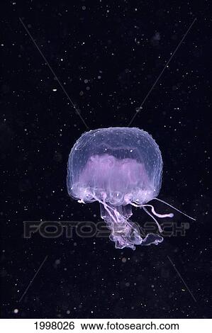 Hawaii, Pink Jellyfish Floating Midwater In Black Ocean Water A88A View Large Photo Image Stock Photograph - Hawaii, Pink Jellyfish Floating Midwater In Black Ocean Water A88A. Fotosearch
