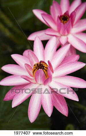 Stock Photo - Hawaii, Pink Lotus Blossum.. Fotosearch