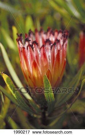 Stock Photo - Hawaii, Pink Mink Protea Neriifolia. Fotosearch
