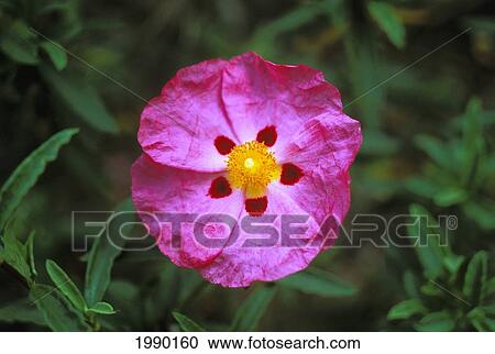 Stock Image - Hawaii, Pink Native Rose Plant With Flower. Fotosearch