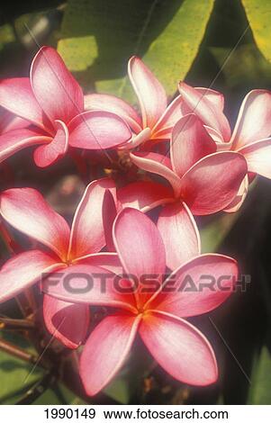 Hawaii, Pink Plumerias View Large Photo Image Stock Photo - Hawaii, Pink Plumerias. Fotosearch