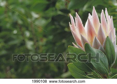 Hawaii, Pink Protea Flower Close-Up Greenery Background View Large Photo Image Stock Photo - Hawaii, Pink Protea Flower Close-Up Greenery Background. Fotosearch