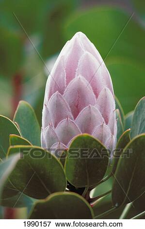 Stock Photo - Hawaii, Pink Protea. Fotosearch