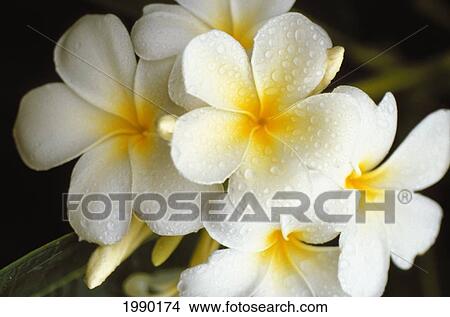 Picture - Hawaii, Plumeria Flowers. Fotosearch