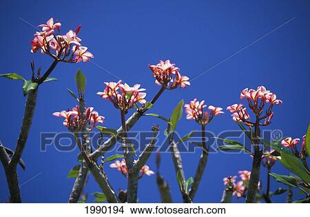 Hawaii, Plumeria Flowers View Large Photo Image Picture - Hawaii, Plumeria Flowers. Fotosearch