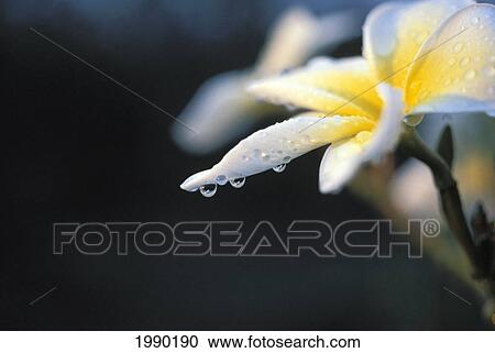 Stock Image - Hawaii, Plumeria White. Fotosearch