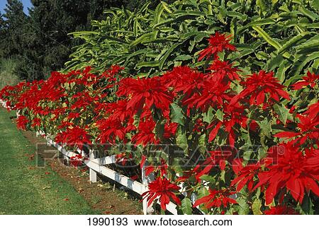 Hawaii, Poinsettia View Large Photo Image Stock Image - Hawaii, Poinsettia. Fotosearch