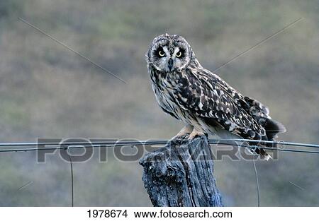Hawaii, Pueo, Hawaiian Short Eared Owl (Asio Flammeus Sandwichensis). View Large Photo Image Picture - Hawaii, Pueo, Hawaiian Short Eared Owl (Asio Flammeus Sandwichensis).. Fotosearch