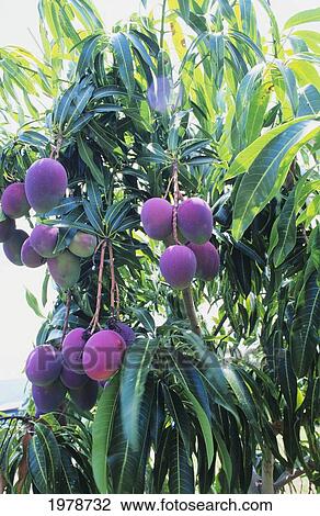Stock Image - Hawaii, Purple And Green Mangoes Hanging On Tree.. Fotosearch