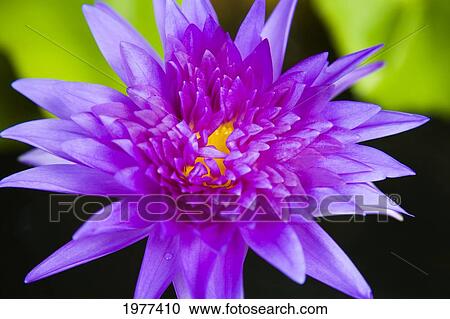 Stock Image - Hawaii, Purple Lotus Blossum.. Fotosearch