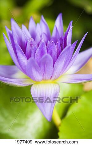 Stock Photo - Hawaii, Purple Lotus Blossum.. Fotosearch