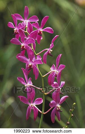 Hawaii, Purple Orchids View Large Photo Image Stock Image - Hawaii, Purple Orchids. Fotosearch