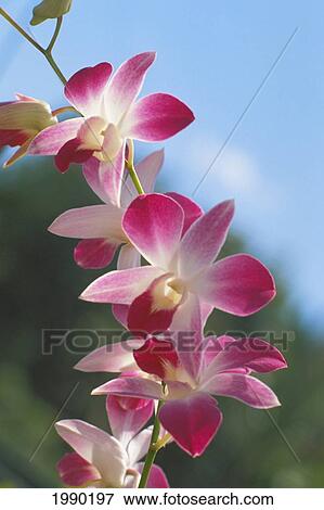 Hawaii, Purple Orchids View Large Photo Image Stock Photo - Hawaii, Purple Orchids. Fotosearch