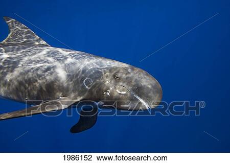 Stock Image - Hawaii, Pygmy Killer Whale (Feresa Attenuata) Also Known As The Slender Blackfish Or The Slender Pilot Whale. Fotosearch