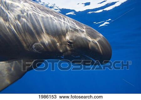 Stock Image - Hawaii, Pygmy Killer Whale (Feresa Attenuata) Also Known As The Slender Blackfish Or The Slender Pilot Whale. Fotosearch