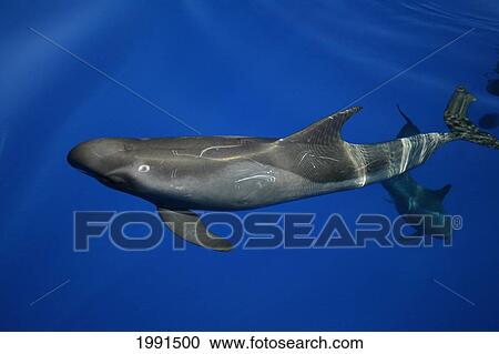 Stock Image - Hawaii, Pygmy Killer Whale, Feresa Attenuata [For Use Up To 13X20 Only]. Fotosearch