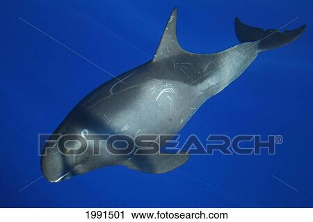 Stock Image - Hawaii, Pygmy Killer Whale, Feresa Attenuata [For Use Up To 13X20 Only]. Fotosearch