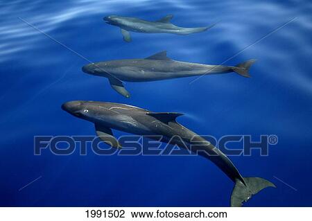 Stock Image - Hawaii, Pygmy Killer Whale, Feresa Attenuata [For Use Up To 13X20 Only]. Fotosearch