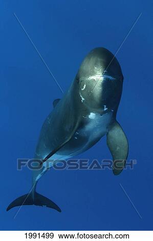 Stock Photo - Hawaii, Pygmy Killer Whale, Feresa Attenuata [For Use Up To 13X20 Only]. Fotosearch