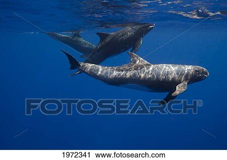 Stock Image - Hawaii, Pygmy Killer Whales (Feresa Attenuata) Cruising The Open Ocean, Also Known As The Slender Blackfish Or The Slender Pilot Whale.. Fotosearch