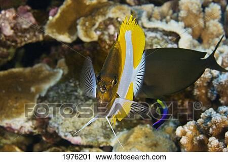 Hawaii, Pyramid Butterflyfish (Hemitaurichthys Polylepis) Above Coral. View Large Photo Image Stock Image - Hawaii, Pyramid Butterflyfish (Hemitaurichthys Polylepis) Above Coral.. Fotosearch
