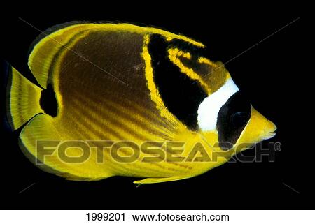 Hawaii, Raccoon Butterflyfish (Chaetodon Lunula) Close-Up B1936 View Large Photo Image Stock Image - Hawaii, Raccoon Butterflyfish (Chaetodon Lunula) Close-Up B1936. Fotosearch