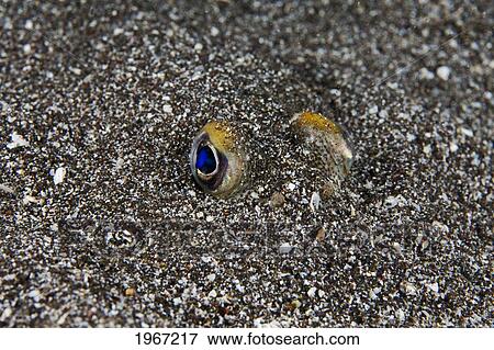 Stock Photo - Hawaii, Randall's Puffer (Torquigener Randalli) Burried In Sand On Seafloor.. Fotosearch