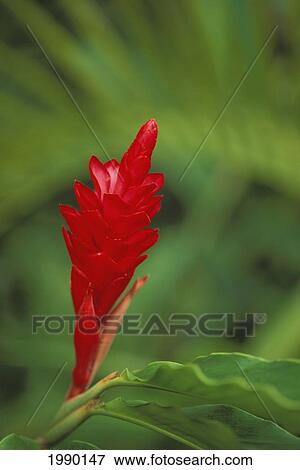 Stock Photo - Hawaii, Red Ginger [Alpinia Purpurata]. Fotosearch