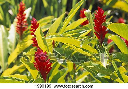 Stock Photo - Hawaii, Red Ginger. Fotosearch