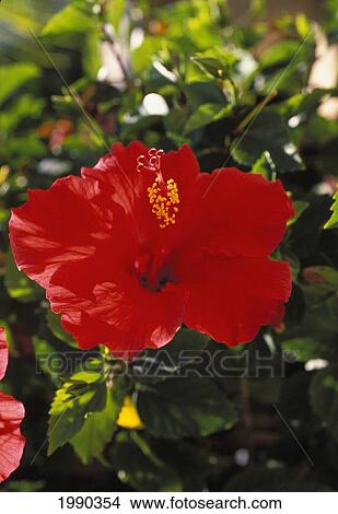 Hawaii, Red Hibiscus Blossom View Large Photo Image Picture - Hawaii, Red Hibiscus Blossom. Fotosearch