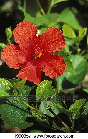 Stock Photo - Hawaii, Red Hibiscus Blossom. Fotosearch